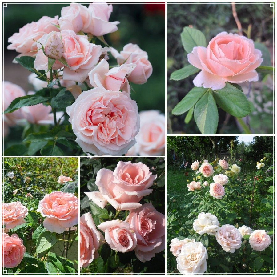 Róża wielkokwiatowa DONATELLA